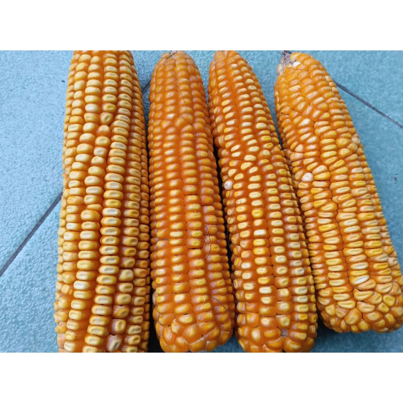 

Bibit jagung lokal /bibit jagung kampung /jagung tawar