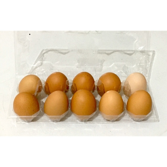 

Telur Ayam Kemasan 10 Pcs