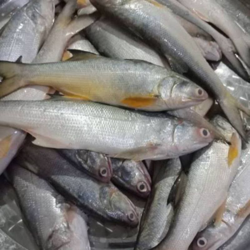 

ikan Kuro / Senangin Segar Fresh - 1 Kilogram