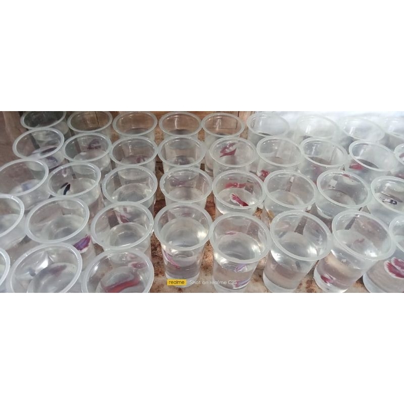 gelas cupang plastik