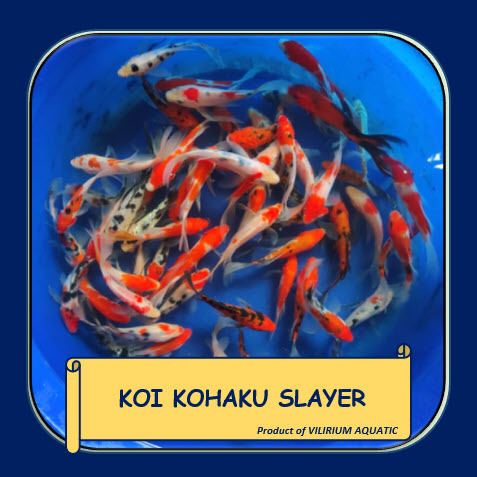 IKAN HIAS AIR TAWAR - KOI KOHAKU SLAYER / KOI KOHAKU LONGFIN / KOI SLAYER