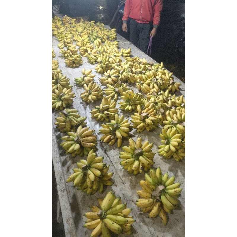 

pisang Putri