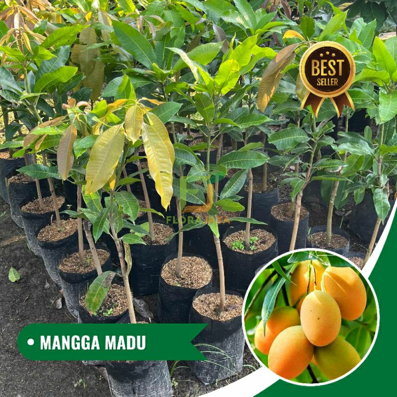 BIBIT MANGGA MADU OKULASI