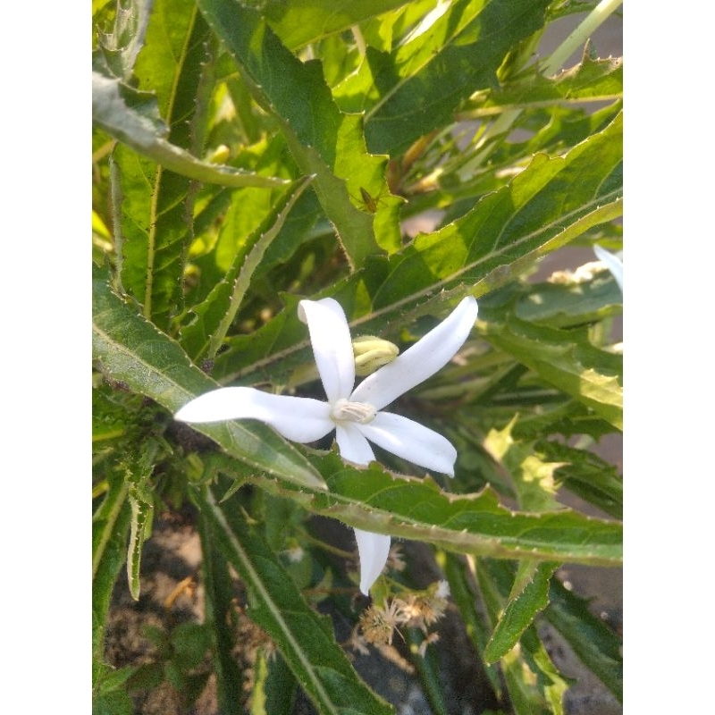 

jual kitolod segar berkualitas tinggi