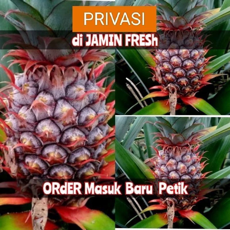 

NANAS MUDA PELANCAR HAID HERBAL