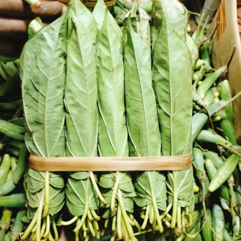 Daun Sirih Medan Sirih Tiga Binangan Sirih Tanah Karo 3 Kepit/Baris