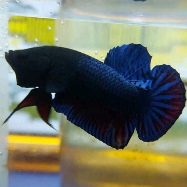 Cupang Aduan Fighter Ipoh Malaysia Import Original Rawatan Siap Tempur VIP