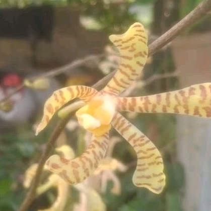 anggrek tanah kalajengking