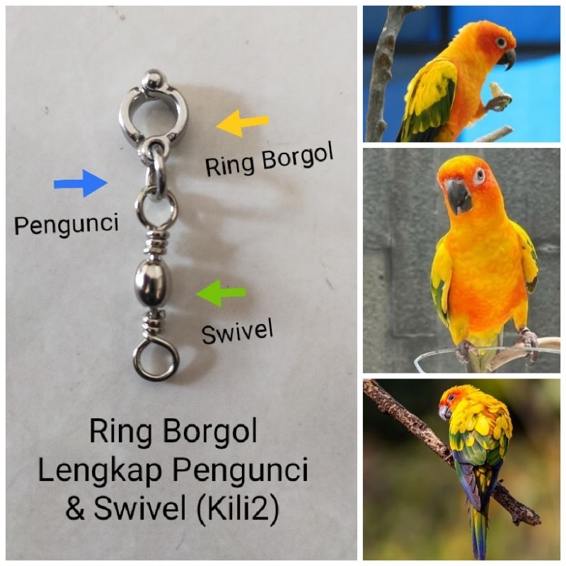 Ring Borgol Ukuran Burung Sunconure Parrot
