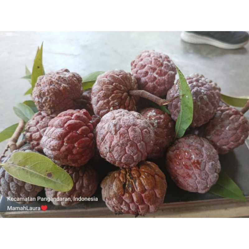 

BUAH SRIKAYA MERAH 1 KG FRESH