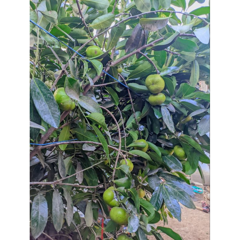 

Buah blck Sapote giant berat 1kg bisa isi 4-5 buah siap diperam/dimatangkan murah