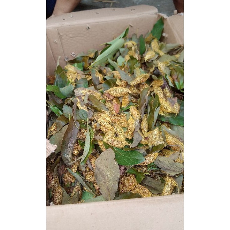 Diskon Bulan Ini  kepompong alpukat  isi 1pcs  umpan gacor ikan bawal harian atau galatama