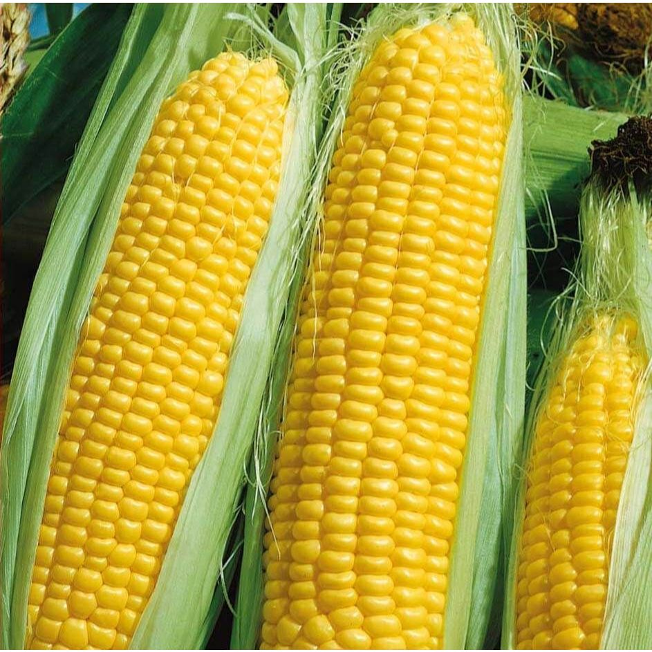 

jagung manis/jagung madu fresh