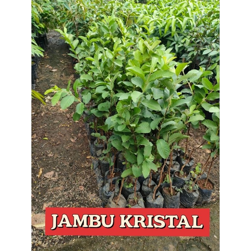 

Jambu kristal jumbo (baca deskripsi sebelum beli)