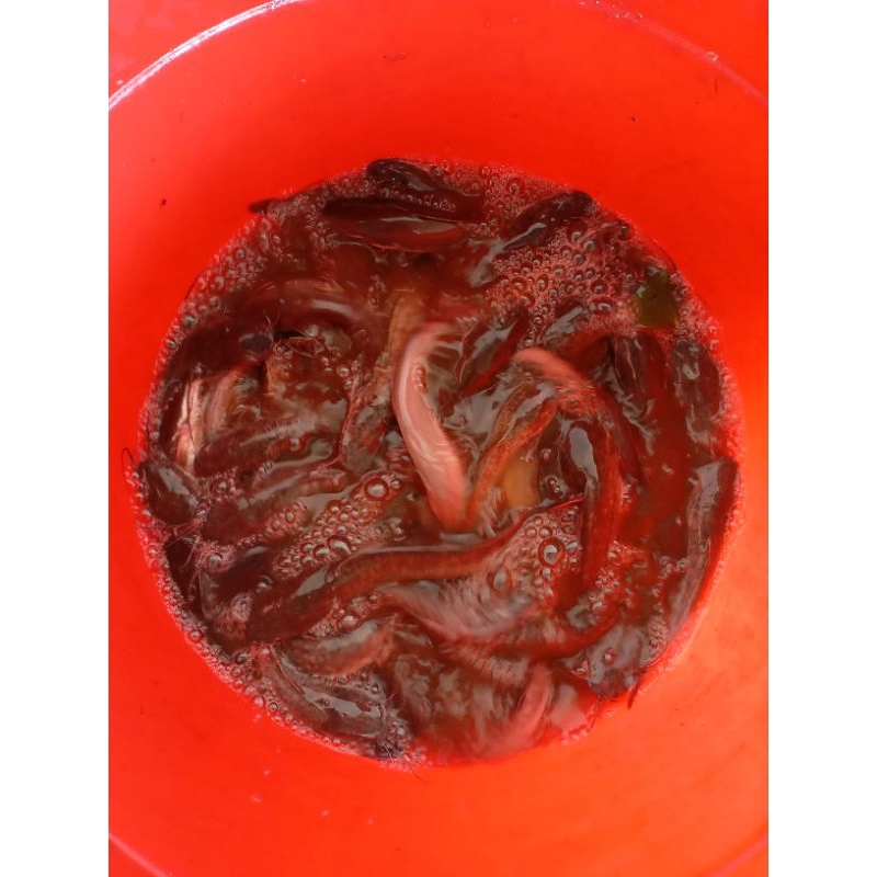 

Ikan lele hidup segar