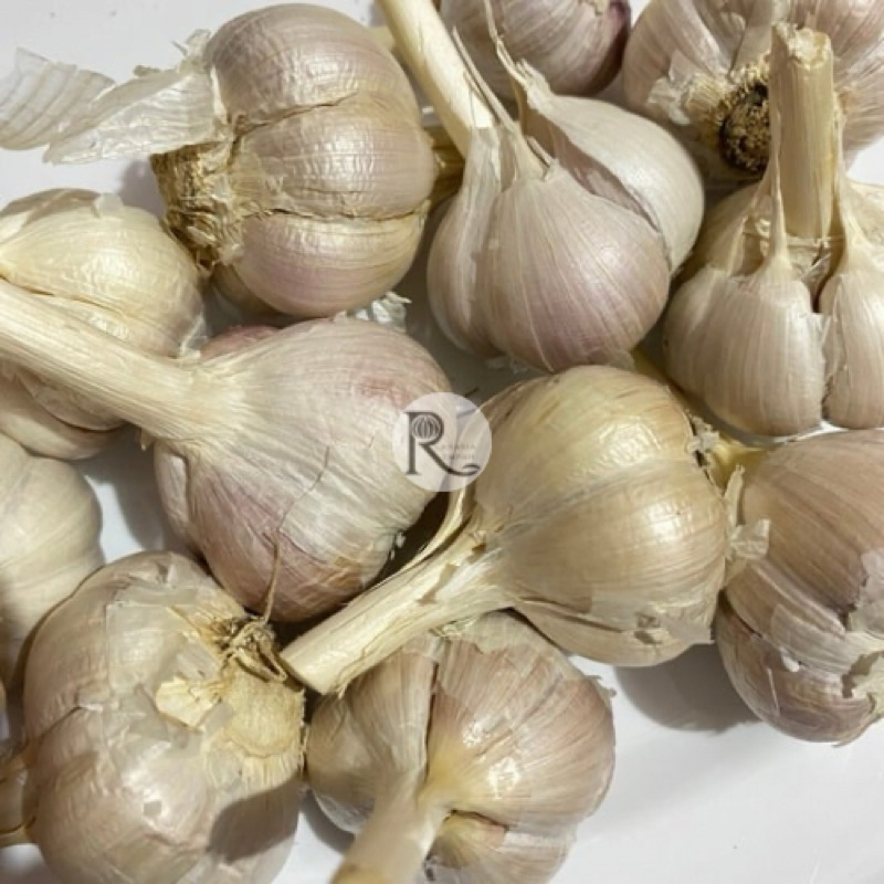 

Bawang Putih Kating