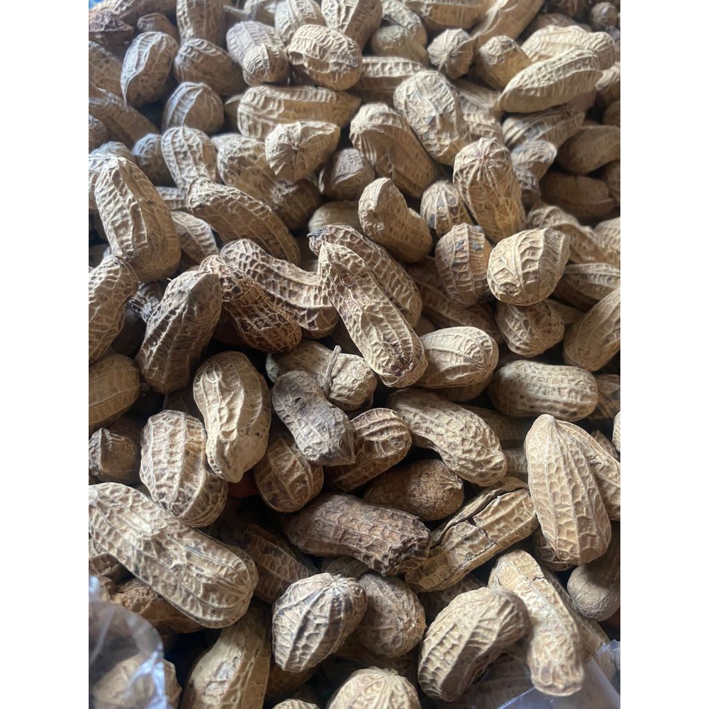 

Kacang Kulit Bendo
