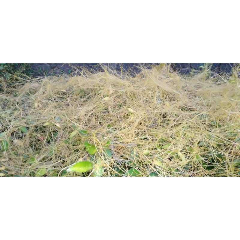 

Bahan Herba Tali putri segar