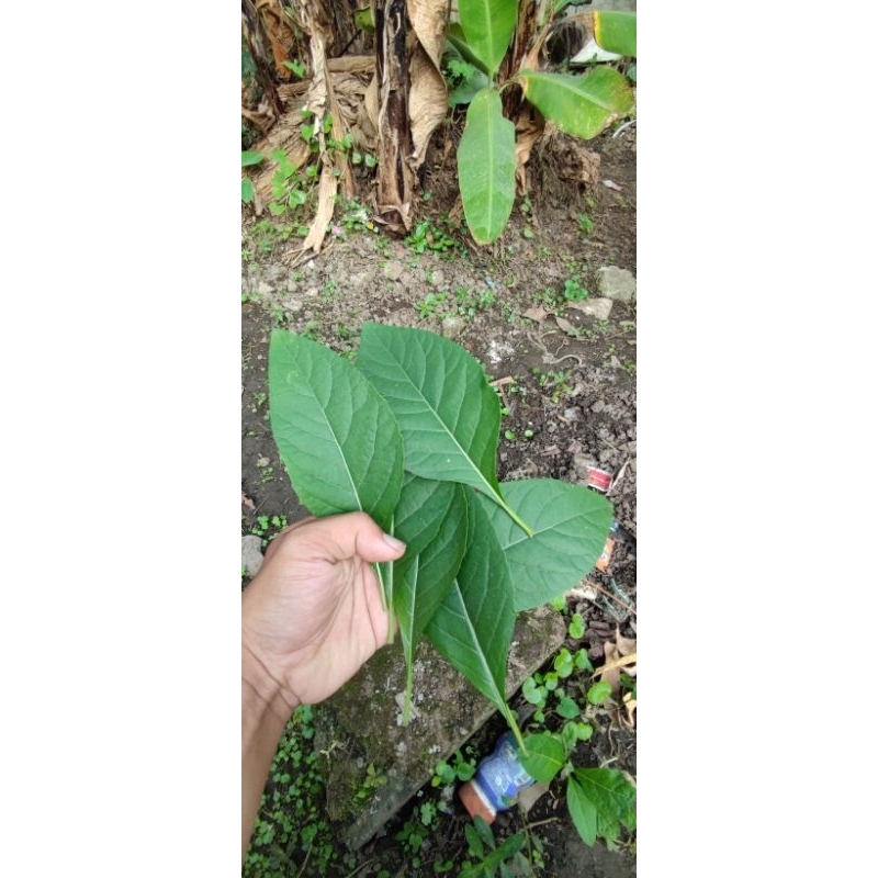 

daun Afrika fresh dan kering 100gr