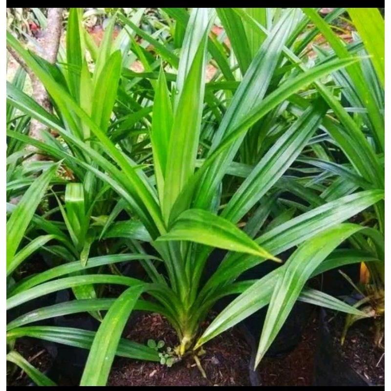 

1 lembar daun pandan wangi