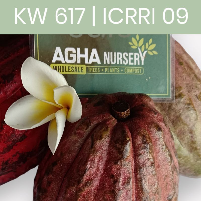Bibit kakao Kakao KW 617 ICCRI 09