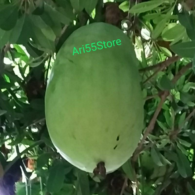 

Buah Bligo / Buah Kundur Fresh -+1.2 kg - 1.8 kg