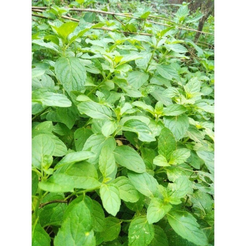 

Daun mint apel segar anyes dingin