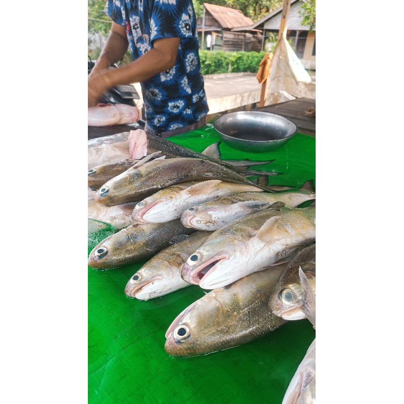 

[SUDAH DISIANG] Ikan Senangin Segar Pontianak