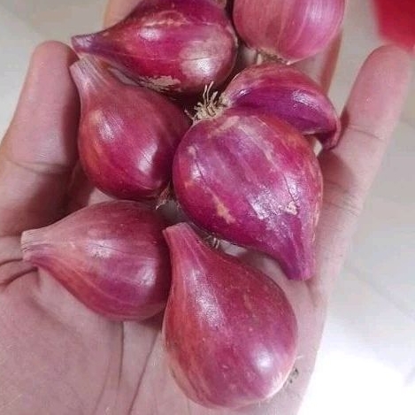 

Bawang Merah 1 Kg Ukuran Besar Asli Nganjuk