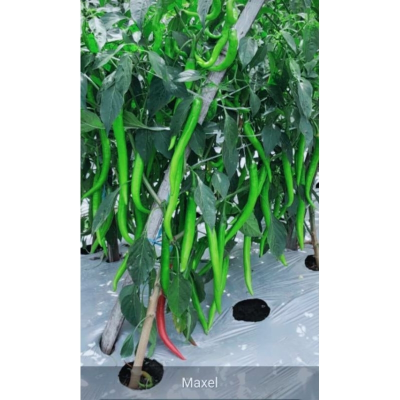 MAXEL F1 BENIH CABAI BESAR HIBRIDA