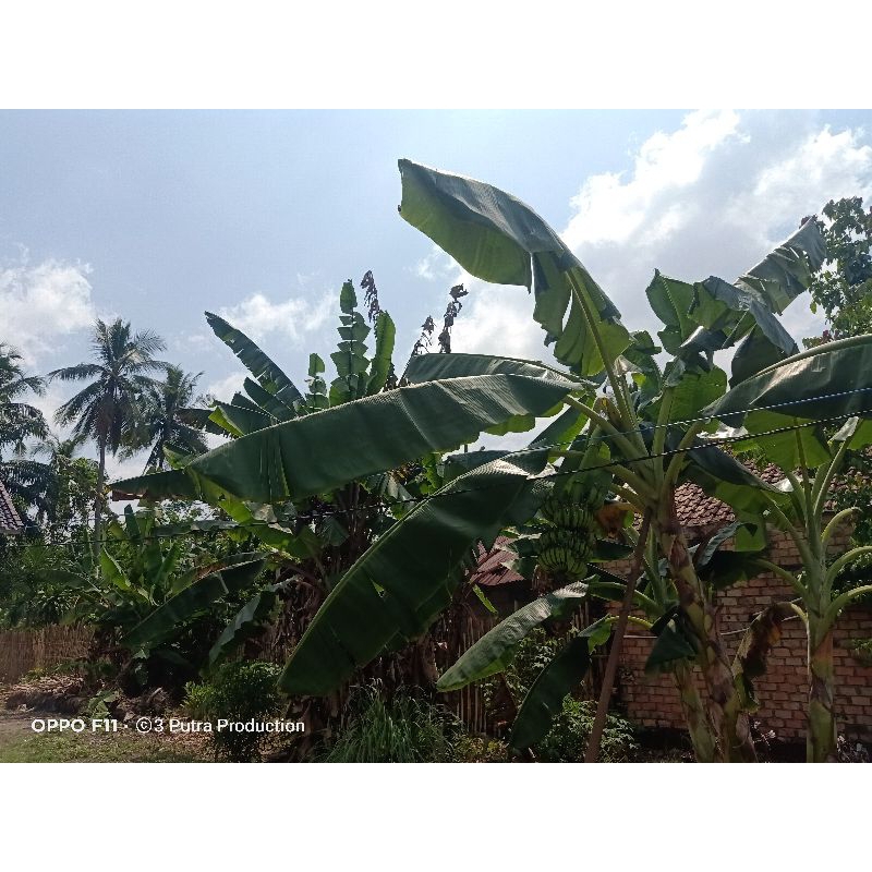 

Daun Pisang Segar 2 pelepah