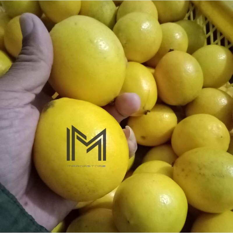 

Jeruk Lemon | Jeruk Lemon Lokal Fresh 1kg | Jeruk Lemon langsung dari Kebun