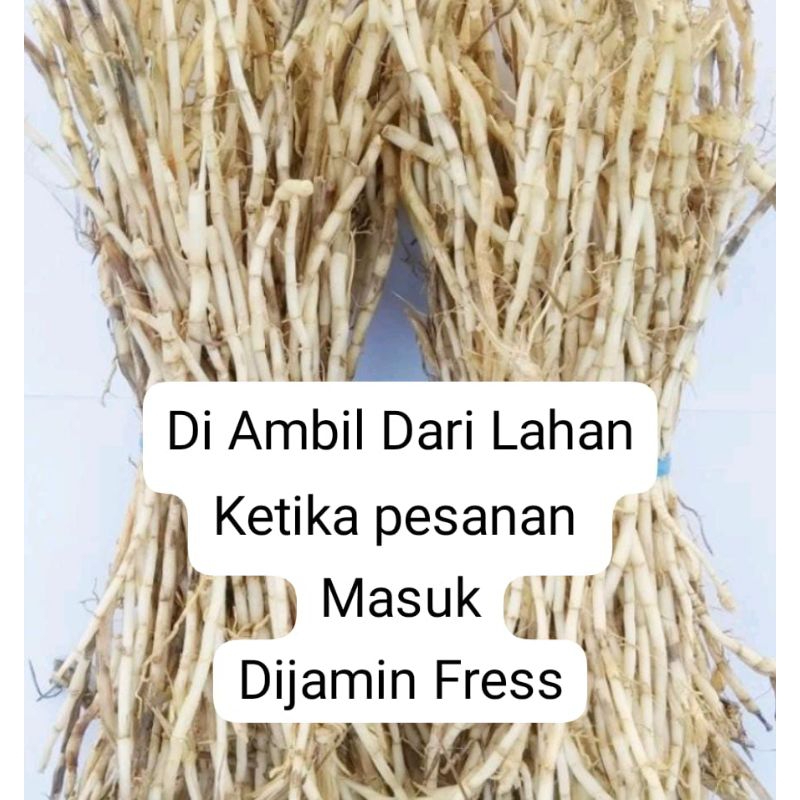 

AKAR ALANG ALANG BERAT 100 GR AKAR ILALANG OBAT HERBAL