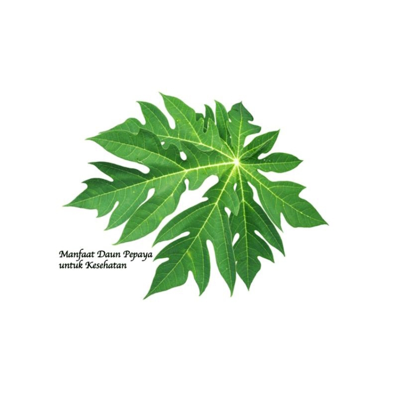 

Daun pepaya segar 500 gram petik langsung