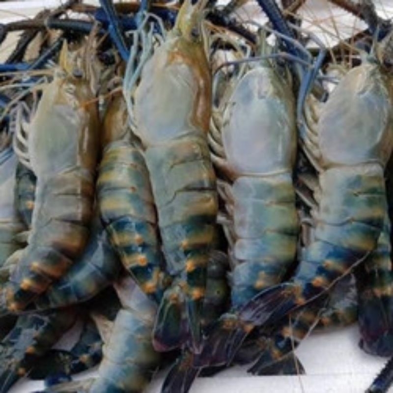 

udang gala grade A+fresh