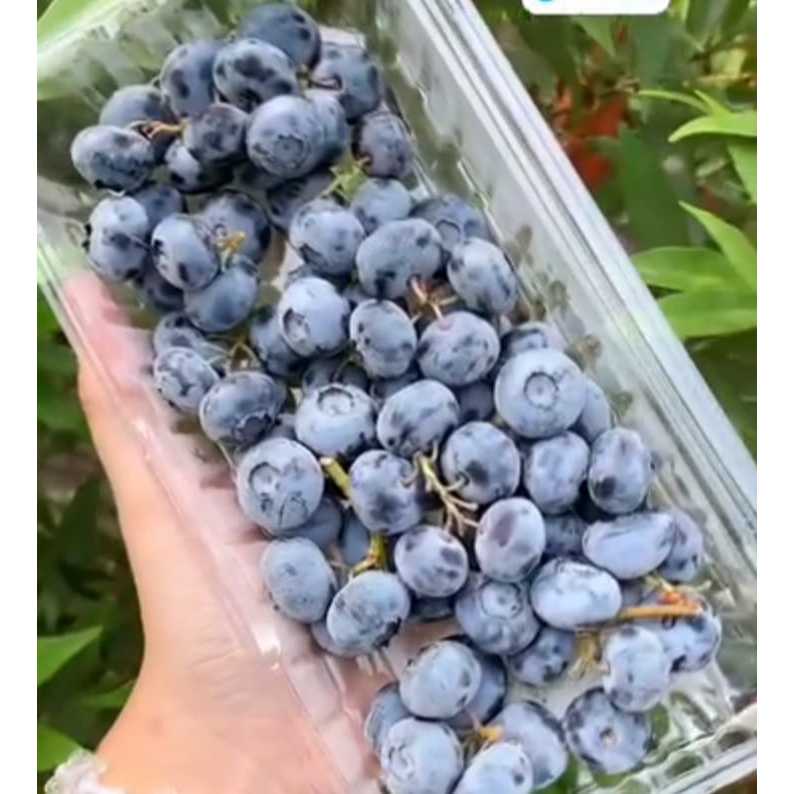 

Buah 200gr Blueberry Tangkai per pack, Ready Stock Delivery Jogja