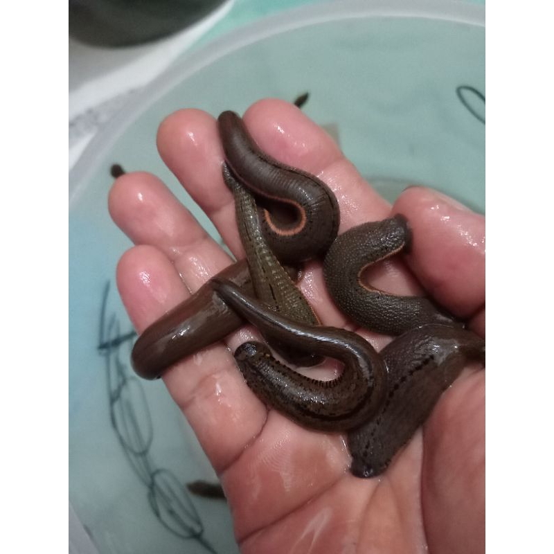 LINTAH hidup udah sterill untuk TERAPI