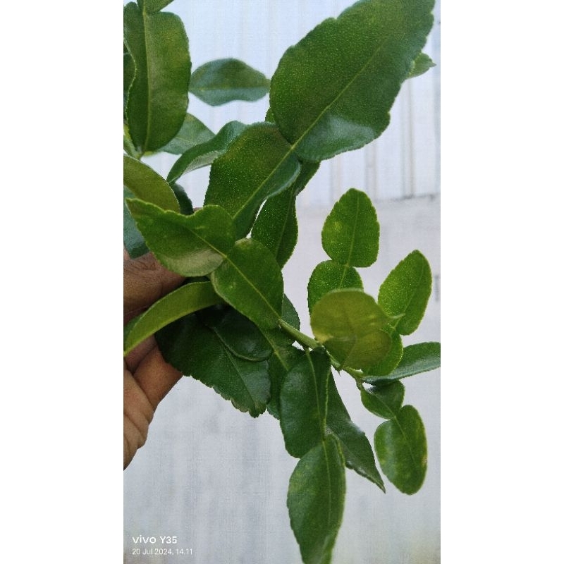 

daun jeruk purut basah per 500gram