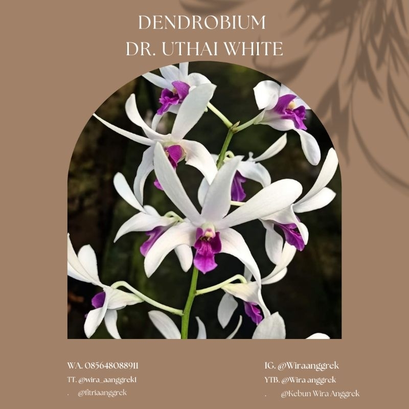 Dendrobium Dr. Uthai White