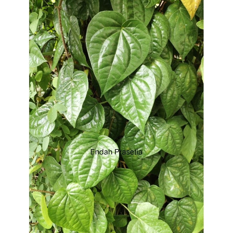 

daun sirih fresh segar