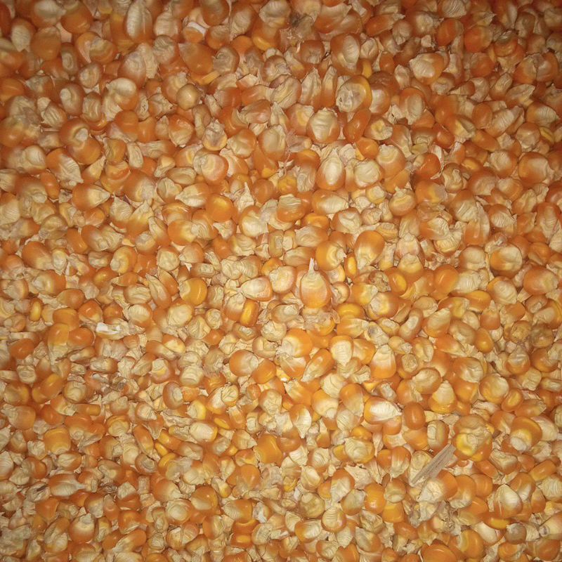 JAGUNG PIPIL 1KG KERING