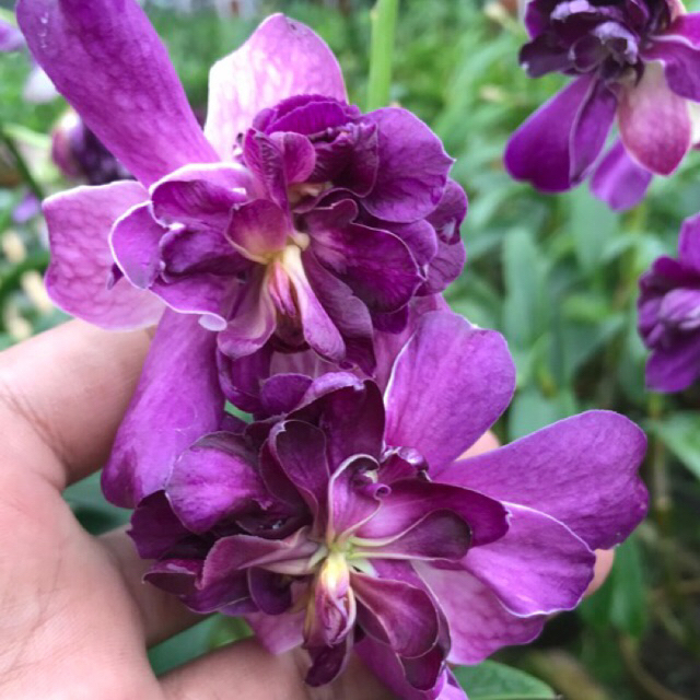Anggrek Dendrobium Mawar Blue