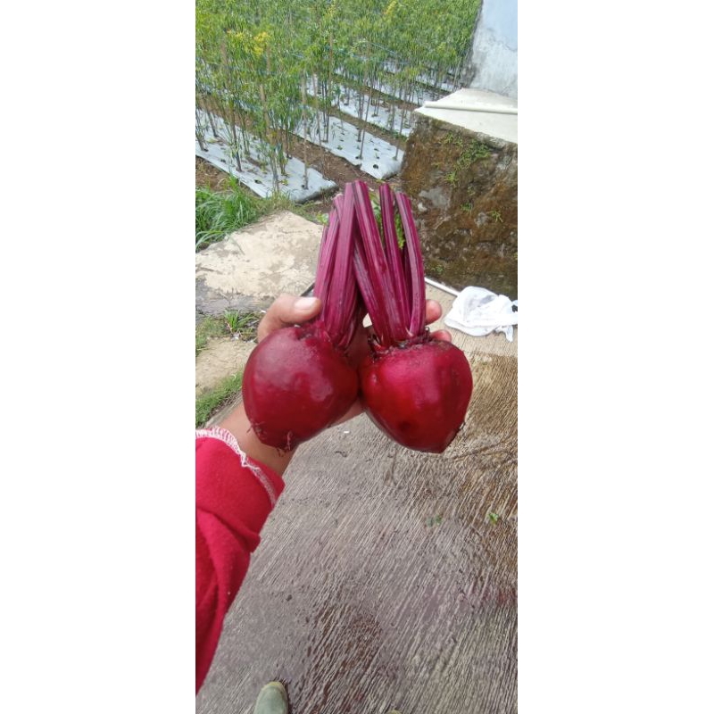 

sayur bit/beet nya fresh segar/bersih 525gram/1kg