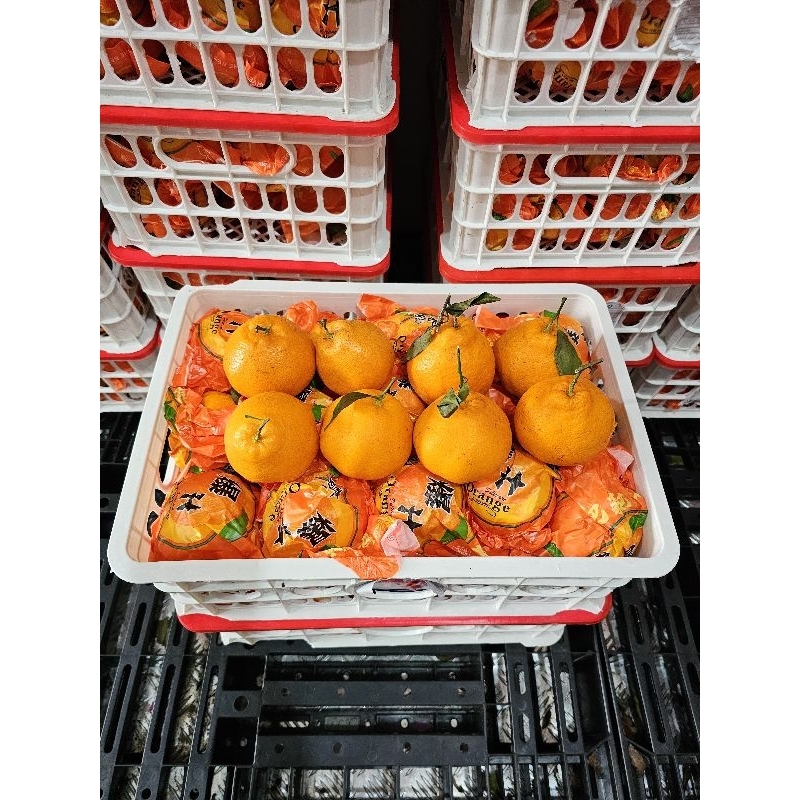 

Jeruk papagan uk L dan XXL