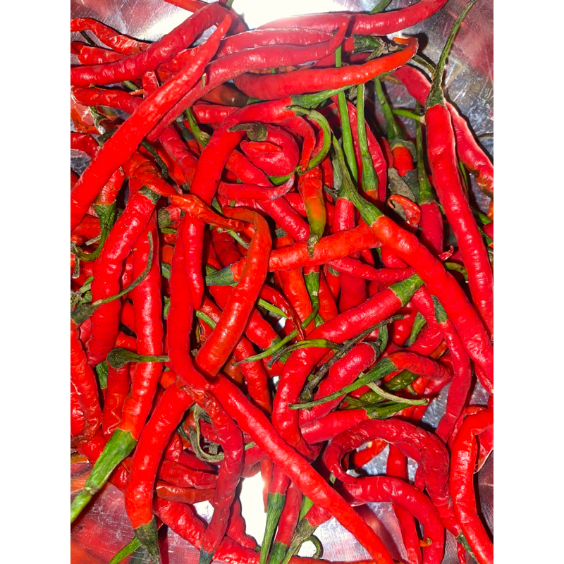 

Cabe Merah Keriting