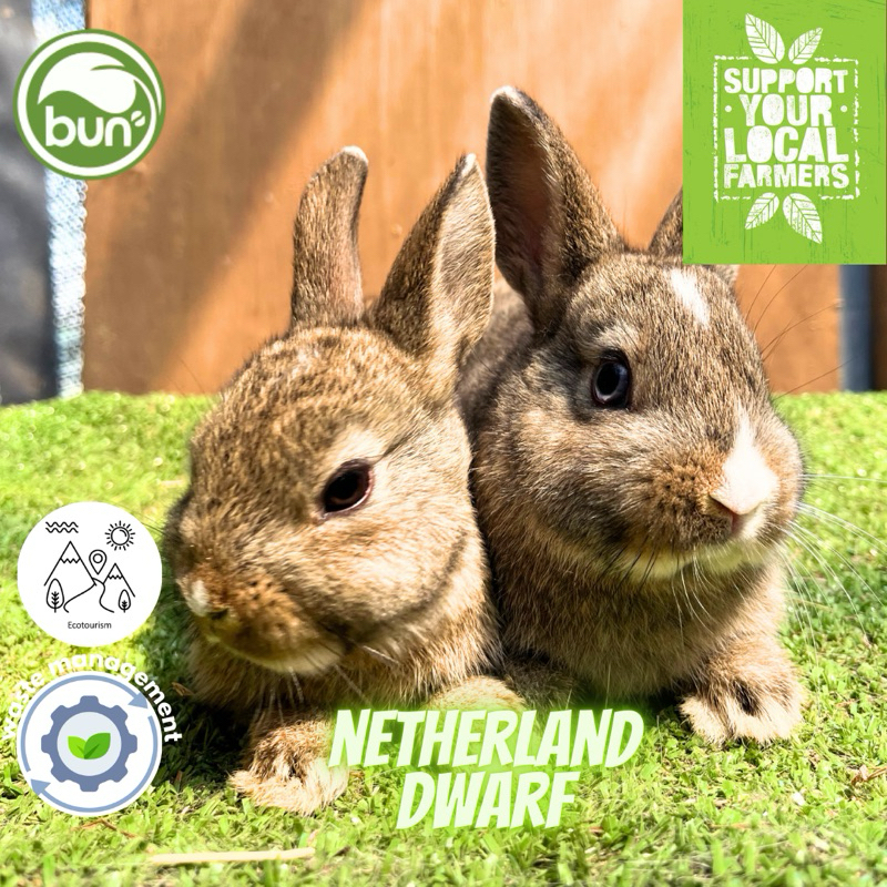 Kelinci Nd mini anakan Netherland Dwarf coklat Chestnut