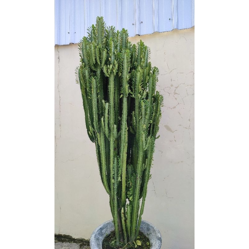 Kaktus Afrika - Euphorbia Ingens