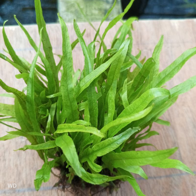 Kadaka Trident Hiasan Akuarium