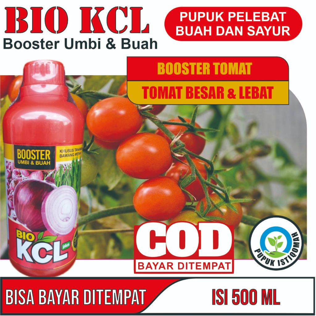 Pupuk Pelebat Buah Tomat Pupuk Penyubur Buah Tomat pupuk Perangsang Buah Tomat Pupuk Anti rontok Bua