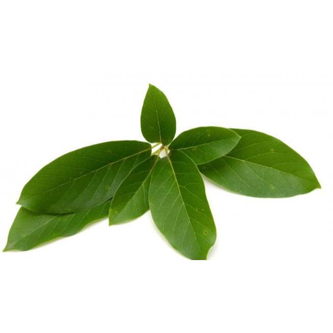 

TERMURAH DAUN ALPUKAT SEGAR PER HELAI / PERLEMBAR